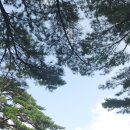 명품소나무길 이미지