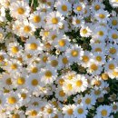 데이지 이미지