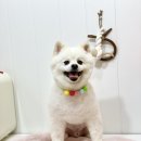 메리몰펫샵(사직점) 이미지