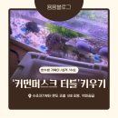 커먼 | 커먼머스크 터틀 키우기 후기｜반수생 거북이 사육 전 꼭 알아야 할 것들