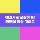 댕댕이밥상 | 애견사료 꼼꼼하게! 댕댕이 밥상 가이드