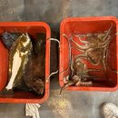 J&D 실내바다낚시터 | [김포 가볼만한곳] 제이앤디(J&amp;D) 실내바다낚시터 방문기! 광어·돌문어 11수 대박 조과 (ft. 회칸...