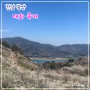 전남 광양 매화축제 막차로 다녀왔어요!(주차장, 셔틀버스, 포토존, 꿀팁)