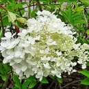 기계봉좌마을 이미지