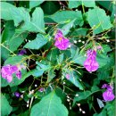 조봉 | 250922, 백두대간 18회차, 이화령-평전치