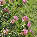 파인파골프클럽 이미지