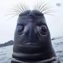 고노동길 | 잔요동이 헤엄쳐 오는 곳