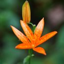 나리반점 이미지