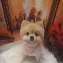 둘리애견미용샵 이미지