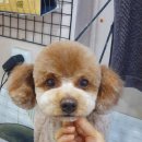 신운미애견미용실 이미지