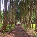 선유4리 도시계획도로 입구 | 제주 안돌오름 비밀의 숲 입구 위치 주차장 소요시간