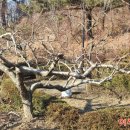 복숭아쉼터 이미지