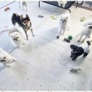 애견멀티샵 이미지