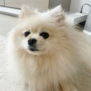 세브란스 동물병원 이미지