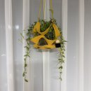 죽백농원 | 대구불로화훼단지 분갈이 재료, 식물, 토분 구매 초보식집사 신혼집 거실 화분 추천