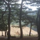송림톱밥 이미지