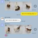 부산애견유치원 댕스하우스 | 장림 댕스하우스, 부산 사하구 강아지 유치원·호텔 추천