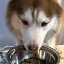 그린가축인공수정소 | 지위픽 에어드라이 독 트라이프&amp;양고기 허스키 급여후기