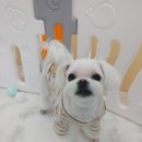 킹스키즈 개린이집 이미지