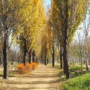 미루나무 이미지