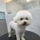 댕댕그루밍 이미지