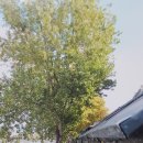 강변의 수채화 이미지