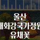 유채정원