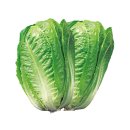 로메인(romaine). 상추/음식(food) 이미지