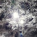 [대구/현풍] 송해공원에서 벚꽃 보고 맛있는 점심을 먹으러 닭치고낙곱새 대구 현풍 테크노폴리스 본점