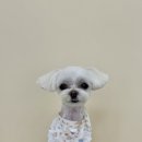 몽실몽실살롱 이미지