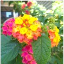 광명대교 이미지