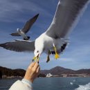 외도가는길 | 외도보타니아 가는길 유람선 지세포 3선 탑승 후기 근사한 해금강까지