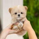 미유펫 강아지분양 고양이분양 부천점 | 부천강아지분양 남달랐던 미유펫 후기