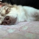 노트로담 | #25. 아이폰17 KT사전예약, 핫딜노트로 아이폰 신제품 빠르고 저렴하게 구매완료 후기