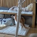 별그루밍 | 고양이 싸움 후 관계회복 + 재합사 후기 ④ 결국 약물 처방까지... : 가바펜틴 효과???