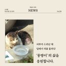 안혜숙 | [고보협지원길냥이] 피부가 드러난 채 입에서 피를 흘리던 ’몽땅이‘의 삶을 응원합니다.