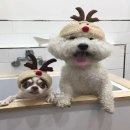 주주 펫 살롱 이미지