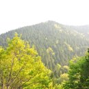 남해편백자연휴양림 이미지