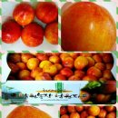 낙원농장2 이미지