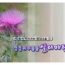 간 해독,보호하기 :: 슈퍼 디톡스-Super D [엉겅퀴,아티초크,레드클로버] 이미지