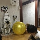 금곡야채 이미지