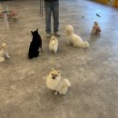 갈매독 애견유치원 이미지