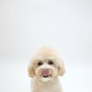킹프림 애견샵 이미지