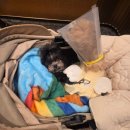 진리 동물병원 | [내돈내산] 로얄테일즈 플로렌스 2년 사용후기 강아지 유모차 추천? 솔직 단점 정리