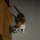 원한양마트 | [바투카라스 11일차] 리프포인트 서핑 / 비치코너 / 케다이미니