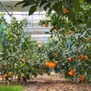 금송농장 이미지