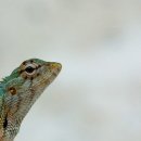 닥스결혼정보 이미지