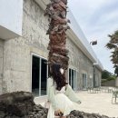 월정 산도롱펜션 | 5월 2박3일 제주도 여행🌴🍊