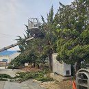 봉서1길(서북경계) | 회사 입구 대형 나무 가지치기