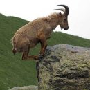 염소자리 이미지